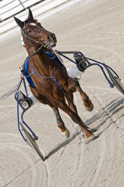 162217-harness-racing